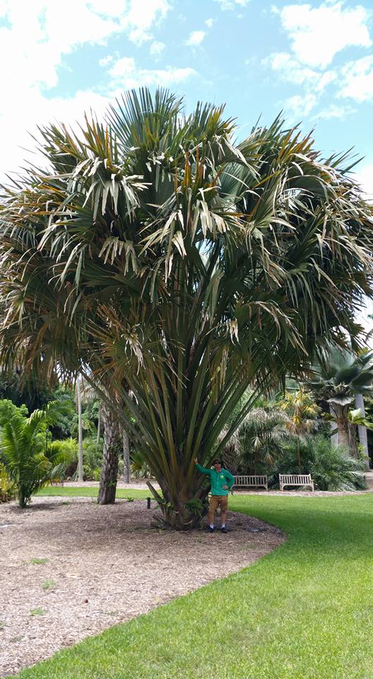Saint Augustine Florida Wholesale Palm Trees